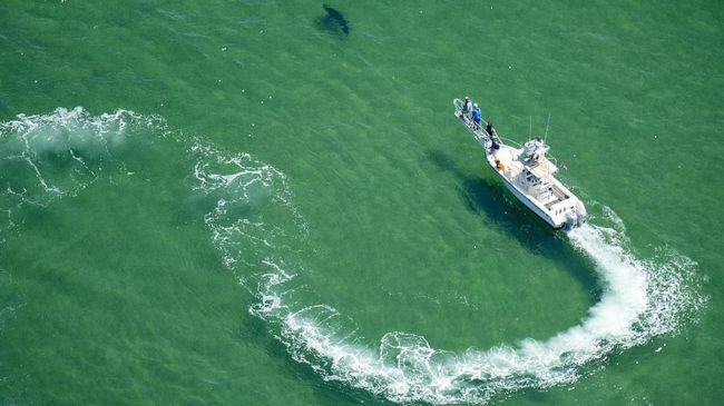 Perairan Cape Cod saat ini semakin ramai oleh wisatawan yang ingin melakukan wisata pengamatan hiu putih besar.