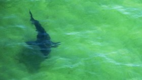Hiu Bisa Merasa Diteror di Laut Lepas, Siapa Pelakunya?