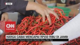 VIDEO: Harga Cabai Melonjak Mencapai RP 150 Ribu di Jambi