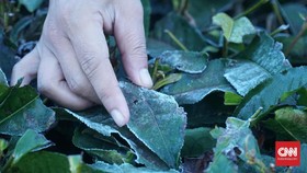 Embun Es Bandung Jadi Ancaman Buruh Pemetik Daun Teh