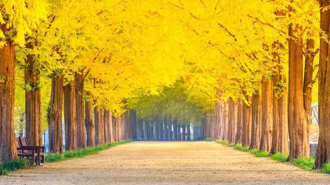 Masih ingat serial drama Korea 'Winter Sonata'? Pulau Nami menjadi lokasi syutingnya.