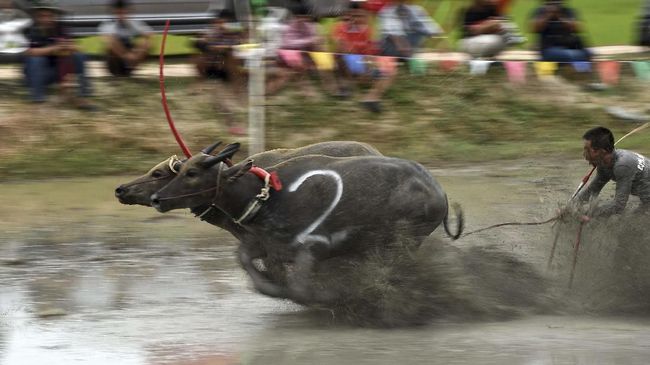 Sebelum tergantikan mesin bajak, kerbau menjadi penyelamat pertanian di Negara Gajah Putih.
