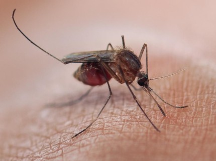 Mengenal Inovasi Nyamuk Wolbachia yang Disebut Solusi untuk Kendalikan DBD, Benarkah Efektif?