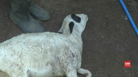 VIDEO: Warga Resah Hewan Ternak Diserang Anjing Liar