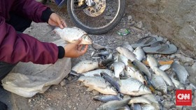 Ribuan Ikan Kali Surabaya Mati, Diduga Terpapar Limbah Pabrik