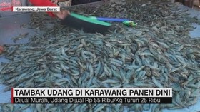 VIDEO: Tambak Udang di Karawang Panen Dini