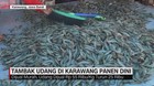 VIDEO: Tambak Udang di Karawang Panen Dini