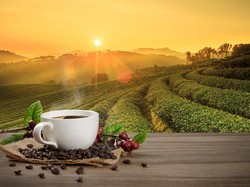 Tanaman Kopi: Jenis, Ciri-ciri, dan Manfaatnya