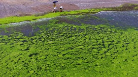 Danau Terbesar di Inggris Raya 'Sekarat' Akibat Parahnya Ledakan Alga