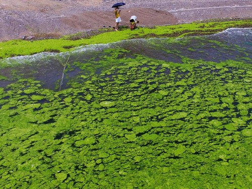 Danau Terbesar di Inggris Raya 'Sekarat' Akibat Parahnya Ledakan Alga