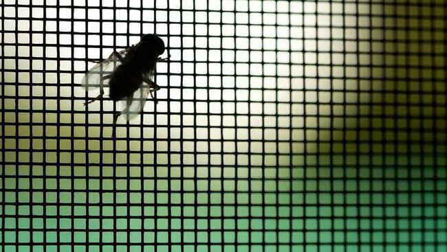 7 Cara  Alami Mengusir Lalat dari Rumah Mudah Diterapkan