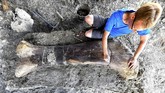 FOTO: Fosil Dinosaurus Raksasa Ditemukan di Prancis Ahli paleontologi asal Prancis Ronan Allain dan tim menemukan tulang paha dinosaurus raksasa di situs penggalian di barat daya Prancis.