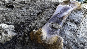 Spesies Baru Dinosaurus Bobot 1,8 Ton Ditemukan di AS