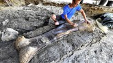 FOTO: Fosil Dinosaurus Raksasa Ditemukan di Prancis Ahli paleontologi asal Prancis Ronan Allain dan tim menemukan tulang paha dinosaurus raksasa di situs penggalian di barat daya Prancis.