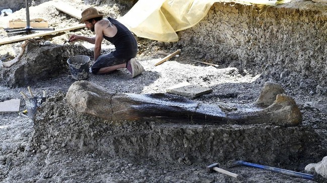 An excavator palaeontologist from the National Museum of Natural History of Paris, clears the debris from around a pelvis bone situated near a femur of a Sauropod on July 24, 2019, after it was discovered earlier in the week during excavations at the palaeontological site of Angeac-Charente, near Ch‚teauneuf-sur- Charente, south western France. - The 140 million-years-old, two meters long, 500 kilogramme femur of the Jurassic period Sauropod, the largest herbivorous dinosaur known to date, was discovered nestled in a thick layer of clay by a team of volunteer excavators from the National Museum of Natural History working at the palaeontological site. Other bones from the animal's pelvis were also unearthed. (Photo by GEORGES GOBET / AFP)