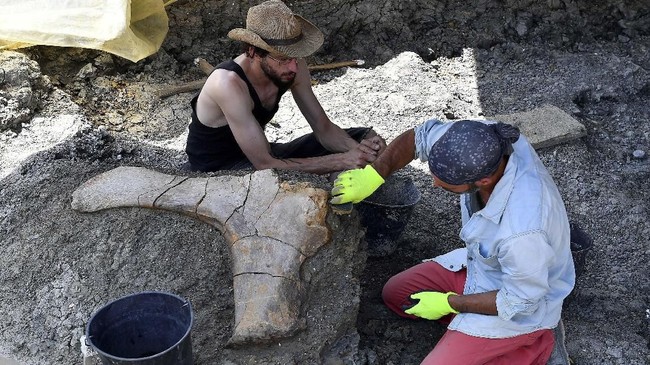 Dinosaurus yang ditemukan melalui fosil itu diperkirakan punya panjang 30 meter dan setinggi 5 sampai 6 meter.