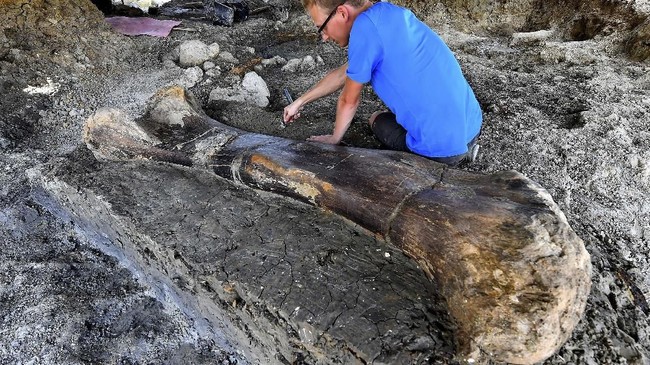 Peneliti dari University Pennsylvania berhasil menemukan fosil dinosaurus raptor berusia 67 tahun kawasan di New Mexico, Meksiko.