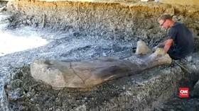 VIDEO: Tulang Paha Dinosaurus Sepanjang 2 Meter Ditemukan