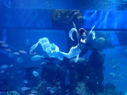 Ingin Bisa Berenang Seperti Mermaid? Segini Biaya Kursusnya