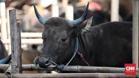 Riset: Sapi 'Berkelir' Zebra Kurangi Risiko Diserang Serangga