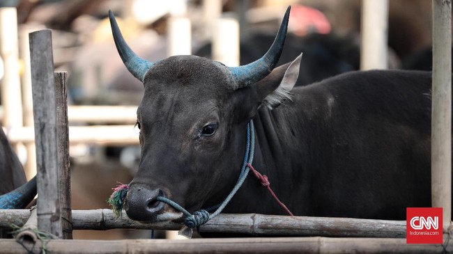 Penelitian yang dilakukan di Jepang mengungkap sapi yang dicat hitam-putih seperti zebra berpengaruh signifikan terhadap risiko gigitan serangga seperti lalat.