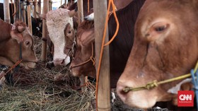 Sapi Bantuan Australia untuk Indonesia Banyak yang Mati