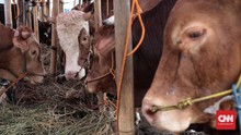 Pejabat Kemensos Beli Sapi Kurban Pakai Uang Suap Bansos