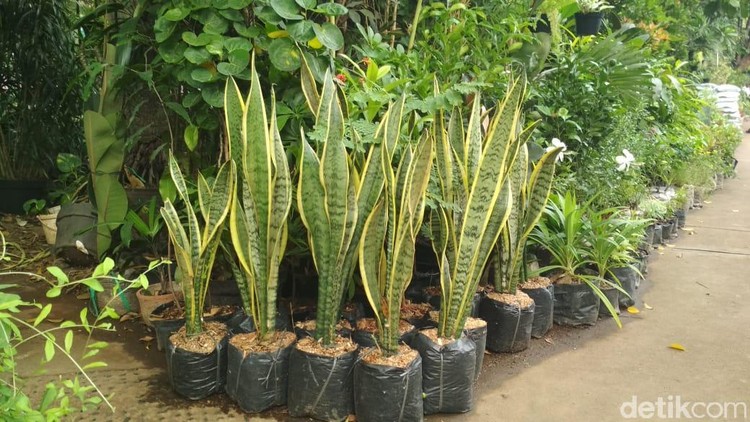 lidah mertua tanaman penangkal polusi
