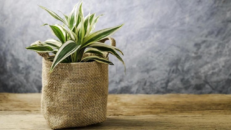 Home and garden concept of sansevieria trifasciata or Snake plant in the bedroom
