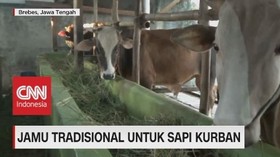 VIDEO: Jamu Tradisional Untuk Sapi Kurban