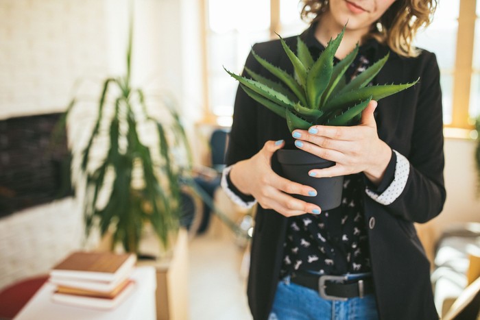 Home and garden concept of sansevieria trifasciata or Snake plant in the bedroom