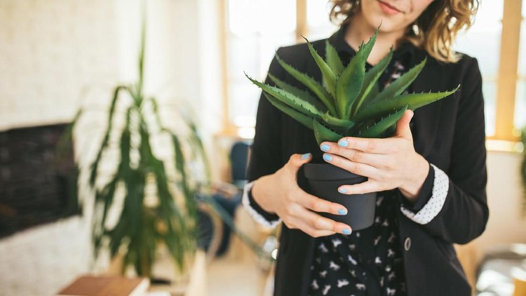 Tanaman Penyedot Racun Home and garden concept of sansevieria trifasciata or Snake plant in the bedroom