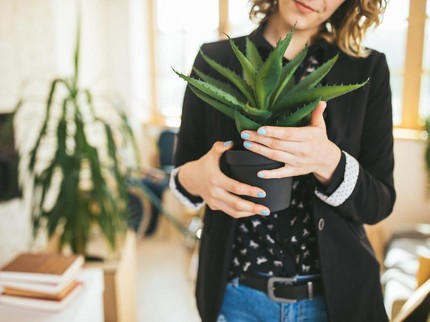 Serba-Serbi Tanaman Lidah Mertua, Si Penangkal Polusi dan Energi Negatif