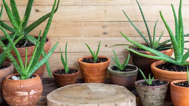 Home and garden concept of sansevieria trifasciata or Snake plant in the bedroom