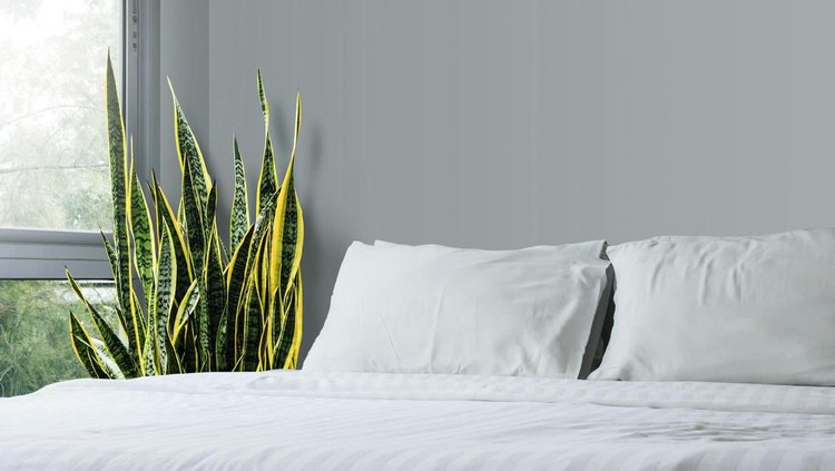 Home and garden concept of sansevieria trifasciata or Snake plant in the bedroom