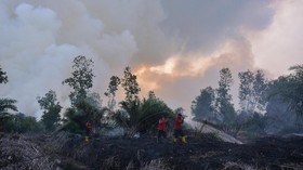 Marak Karhutla, Walhi Desak Pemerintah Evaluasi Izin Konsesi