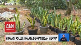 VIDEO: Kurangi Polusi Jakarta dengan Lidah Mertua
