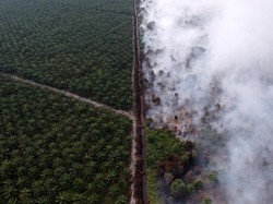 KPK Soroti Kerusakan Hutan, Negara Rugi Rp 35 Triliun Per Tahun