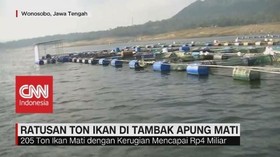 VIDEO: Ratusan Ton Ikan di Tambak Apung Mati