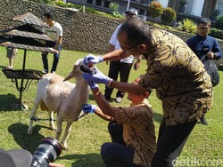 Jabar Perketat Peredaran Hewan Kurban Antisipasi Wabah PMK