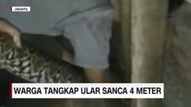VIDEO: Warga Geger, Ular Sanca 4 Meter Masuk Rumah