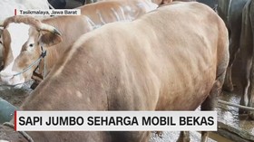 VIDEO: Sapi Jumbo Seharga Mobil Bekas
