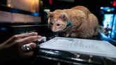 FOTO: 'Jingkrak' Lucu Para Kucing New York demi Adopsi Para kucing di New York berlenggok di catwalk demi mendapatkan tuan baru lewat adopsi.