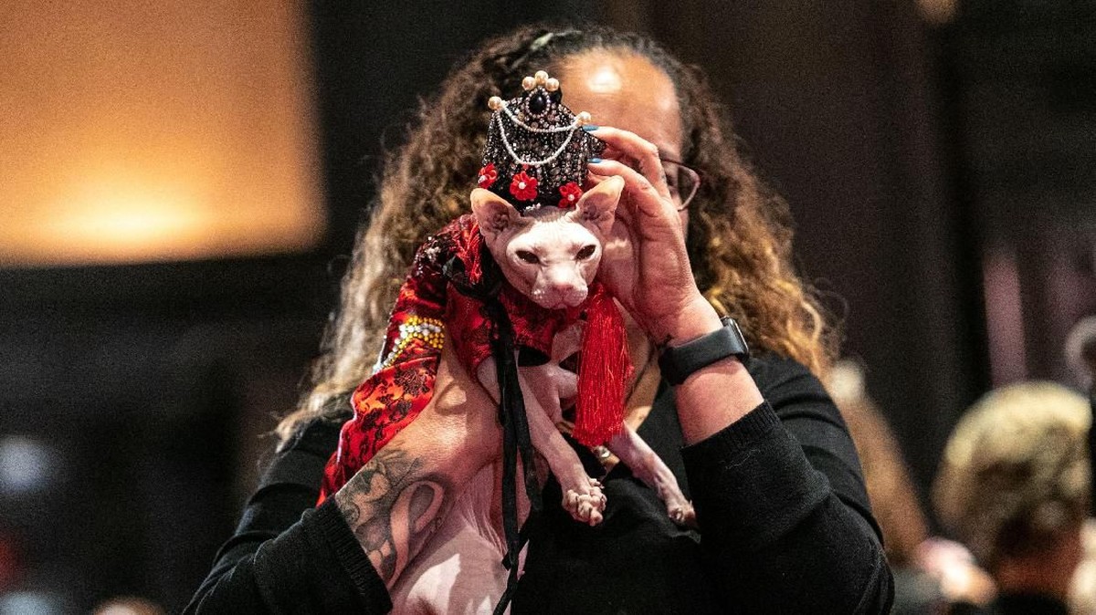 FOTO: 'Jingkrak' Lucu Para Kucing New York demi Adopsi