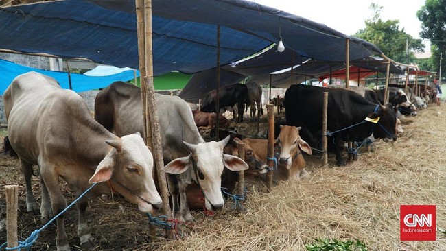 Persiapan penjualan kurban untuk perayaan Idul Adha di Jatinegara, Jakarta Timur, Jumat (2/8)