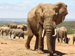 Pria Liberia Divonis 5 Tahun 3 Bulan Bui di Kasus Jual Beli Gading Gajah