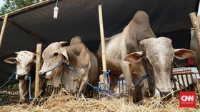 Pakar: Daging Sapi Terinfeksi LSD Tak Layak Konsumsi