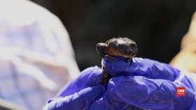 VIDEO: Kurang Gizi, Katak Terancam Punah di Chile