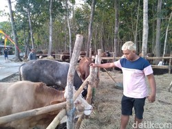 Meski Ada Wabah PMK, Pedagang Sapi Mulai Bermunculan Jelang Idul Adha