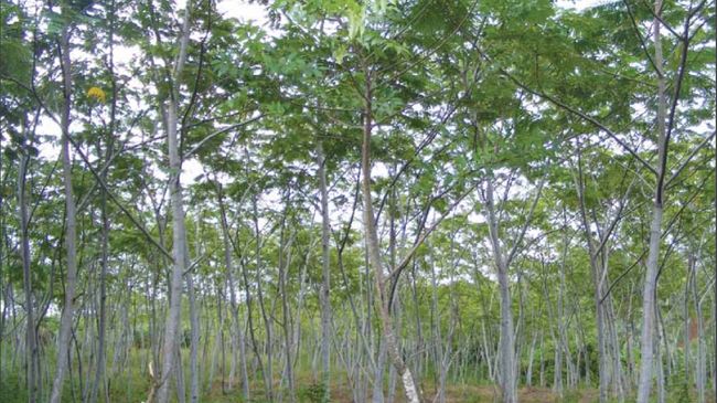 Mengenal Pohon Sengon Diduga Biang Kerok Pemadaman Listrik